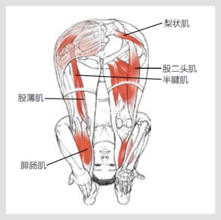 运动减肥原理肌肉