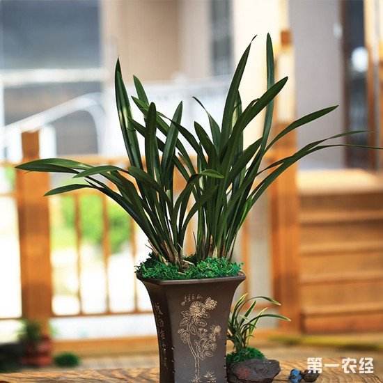 家庭墨兰的养殖方法