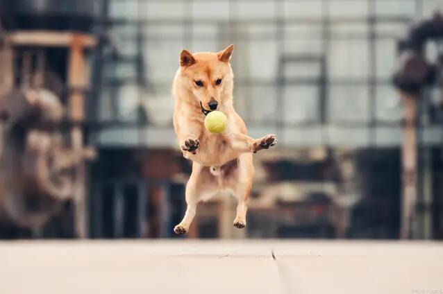 柴犬训练户外
