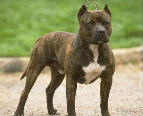 比特犬6个月怎么训练