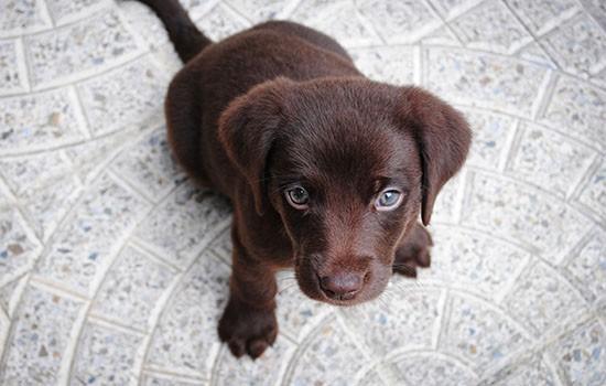 怎样训练东德犬看家