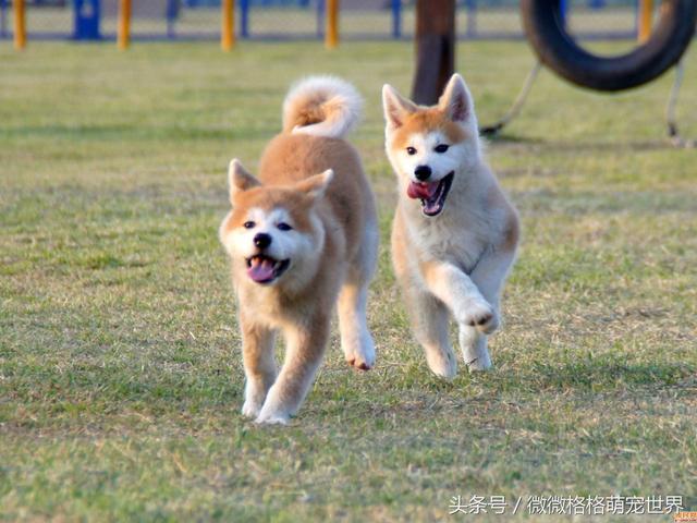 怎么训练秋田狗