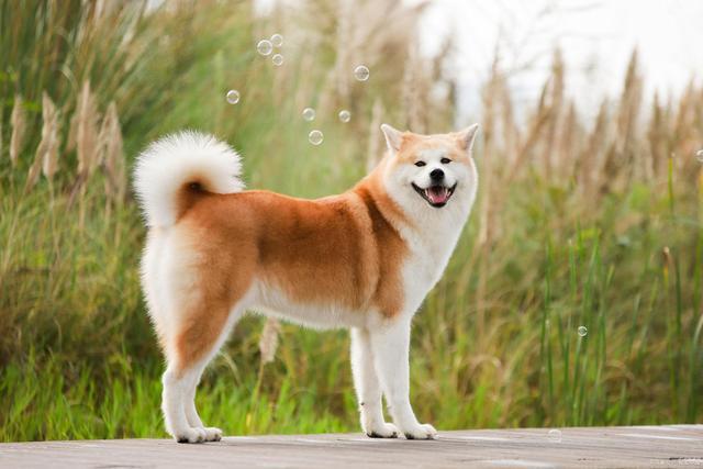 日本买东西秋田犬