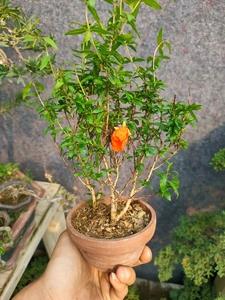 盆景石榴栽培