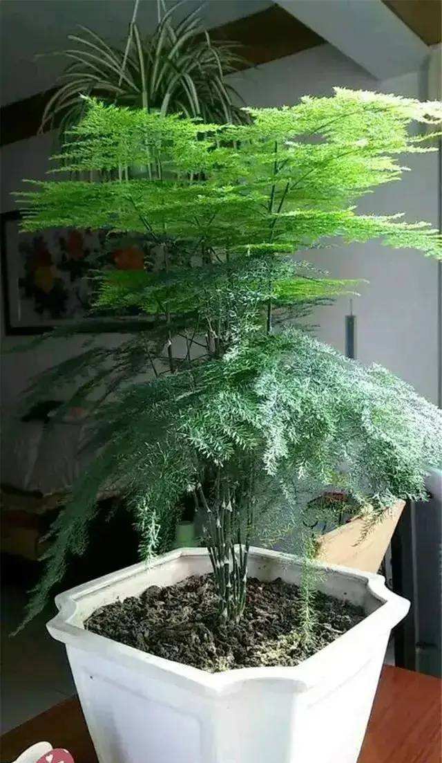 文竹的水培养殖方法
