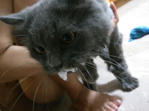 猫吐完白沫还吃东西怎么办