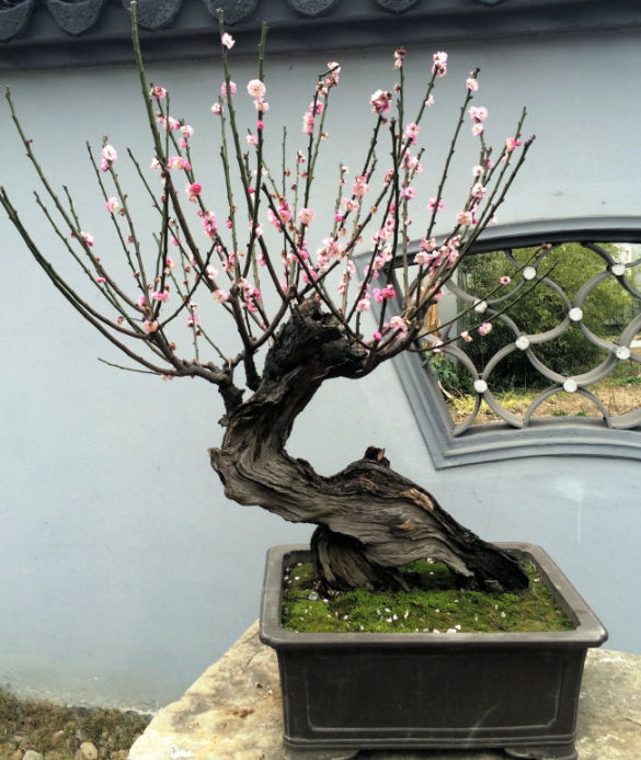 盆栽梅花的种植方法