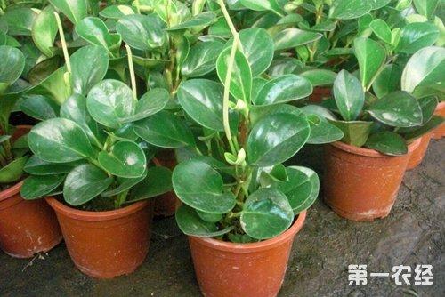 碧玉花的栽培