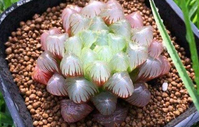 玉露养殖方法