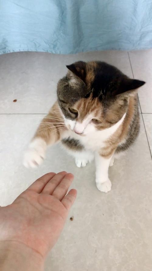猫怎么训练握手