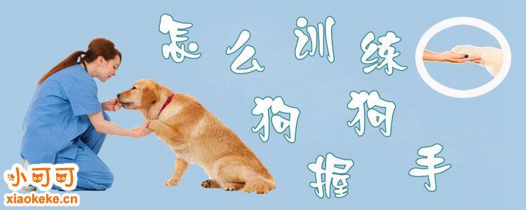 训练狗狗口令顺序