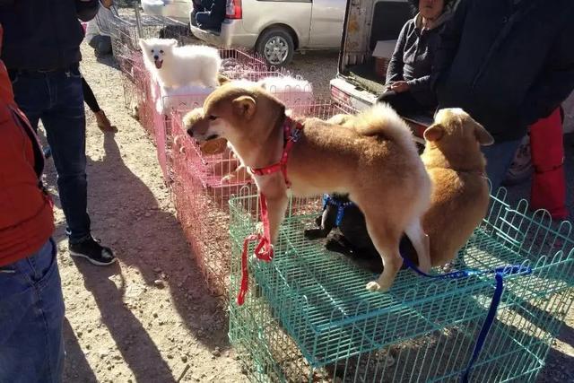 买狗有哪些东西