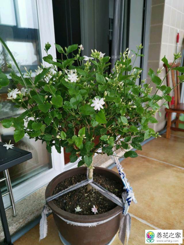 茉莉栽培方法