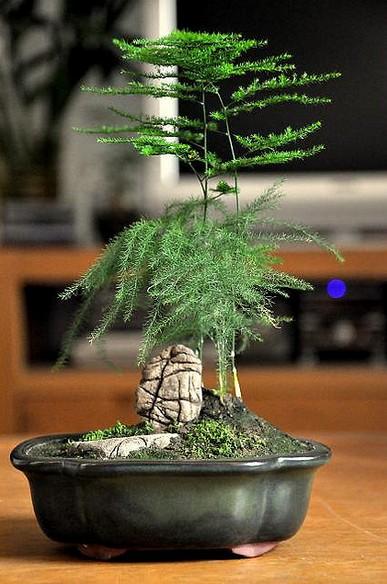文竹的种植与栽培