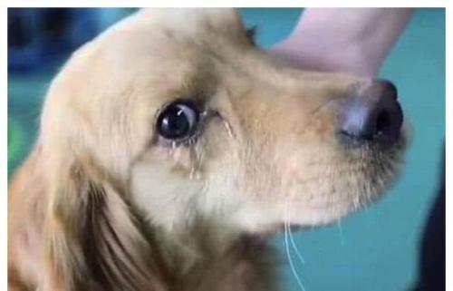 狗一直流眼泪不吃东西