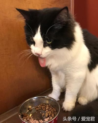家里的猫猫不吃东西怎么办