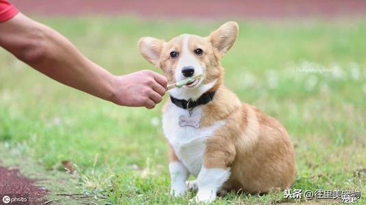 狗狗乱吃东西怎么催吐
