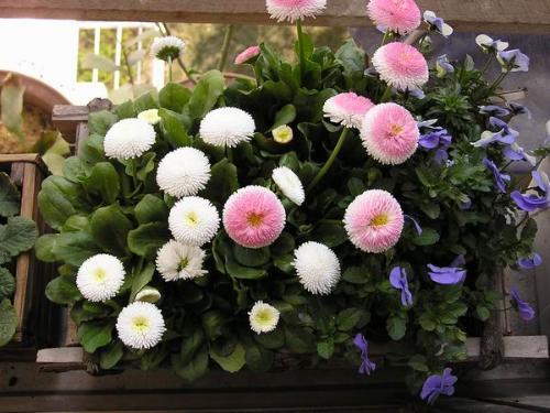 栽培小雏菊