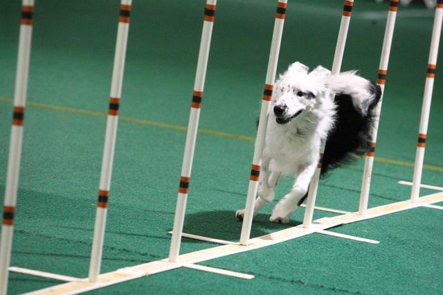 竞技犬训练体系