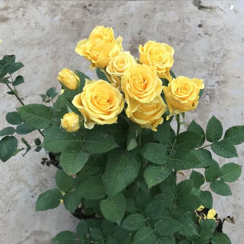 花卉金香玉怎样栽培