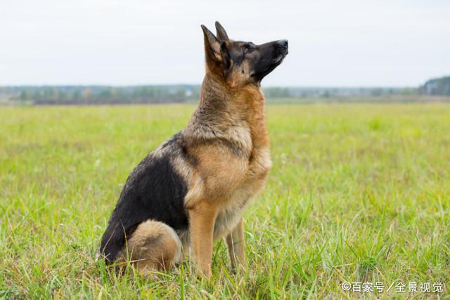 训练德国牧羊犬