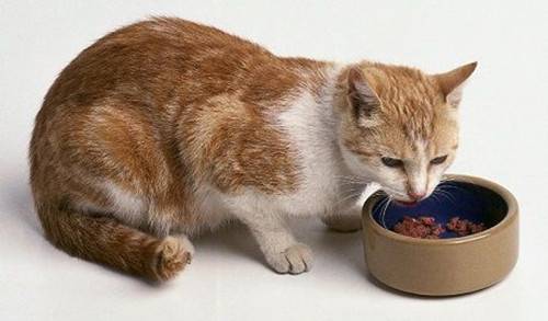 新养的猫怎么不吃东西