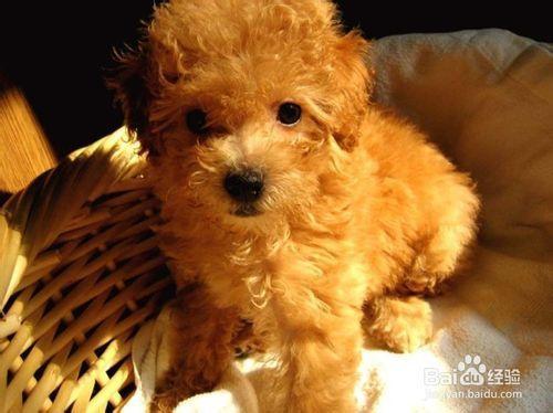 泰迪幼犬怎么不吃东西