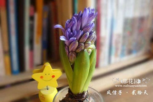 无土栽培风信子