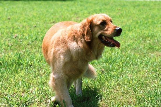 怎么训练金毛犬叫