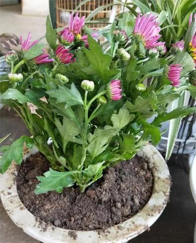 盆栽菊花栽培