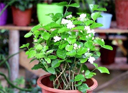 茉莉的养殖方法视频教程