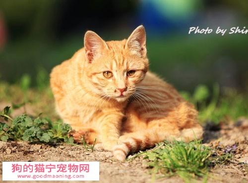 猫的训练方法 生活