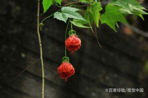 灯笼花种植方法