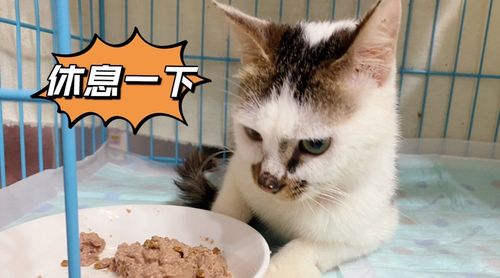 猫猫不吃东西变得很瘦