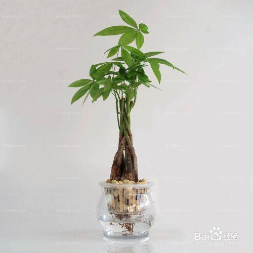 发财树如何栽培