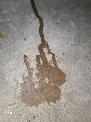 狗呕吐白色不吃东西