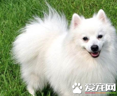 银狐犬怎么养需要哪些东西