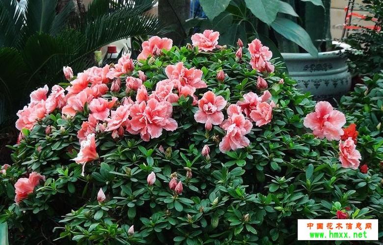 杜鹃花的栽培和管理