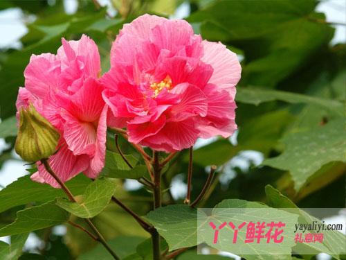 芙蓉花的栽培