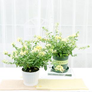 室内栽培木本花卉有哪些