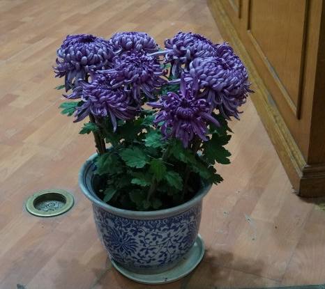 盆栽菊花栽培技术视频教程
