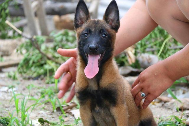 马犬不吃东西什么原因