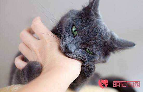 如何训练猫咪不撕家