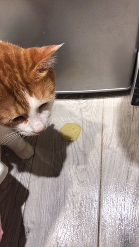 猫咪吐拉稀不吃东西怎么办
