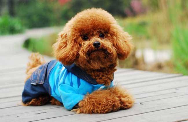 如何训练好泰迪犬