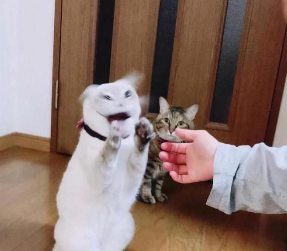 猫要抓人 怎么训练