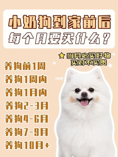 买狗狗前需要准备什么东西