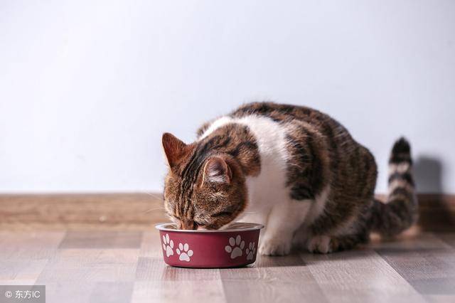 如何让猫咪多吃东西吗