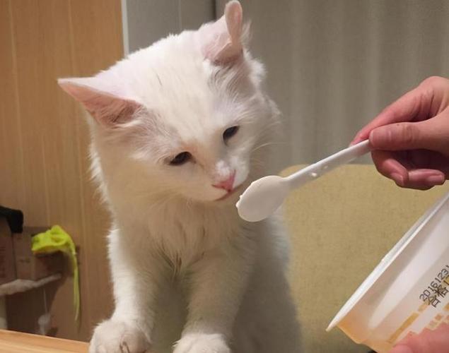 刚养的猫不吃东西