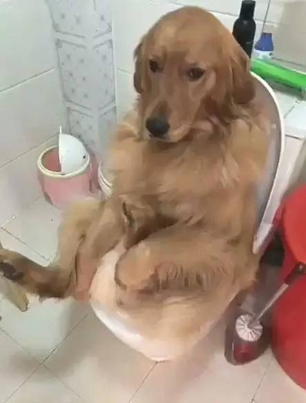训练狗上马桶